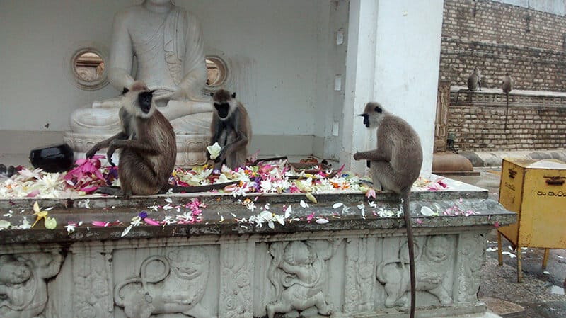 Monos en los templos - Sri Lanka
