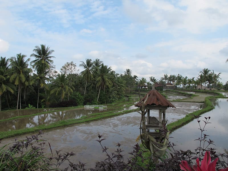 Los Campos de Arroces en Tegallalang