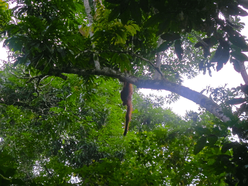 Excursión Orangutanes Sumatra